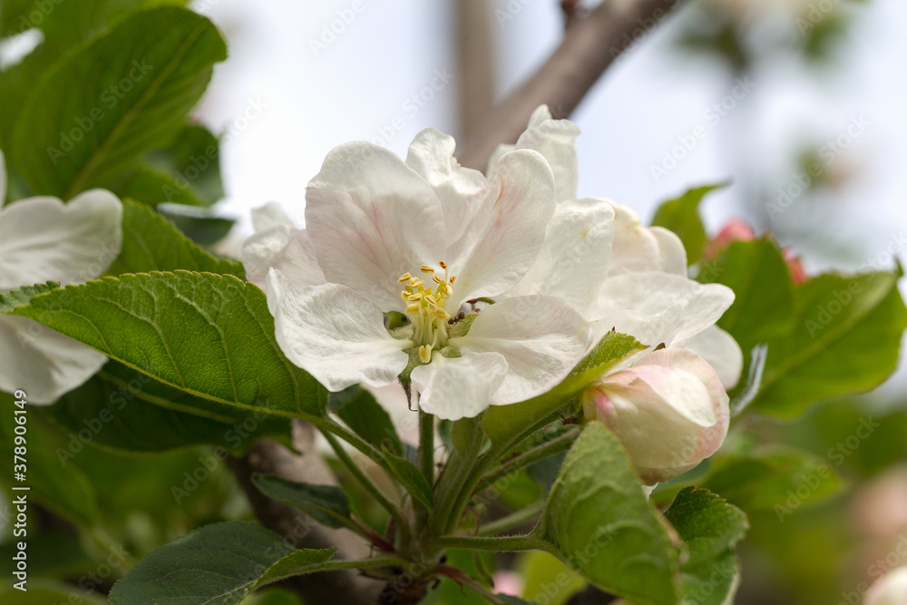 Apple blossom, apple tree in garden. Blossom apple blossoms over blurred nature background. Spring Background with bokeh Apple blossom, apple tree in garden. Blossom apple blossoms over blurred nature background. Spring Background with bokeh