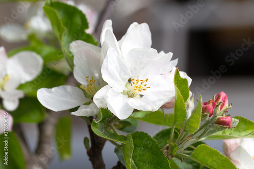Apple blossom  apple tree in garden. Blossom apple blossoms over blurred nature background. Spring Background with bokeh