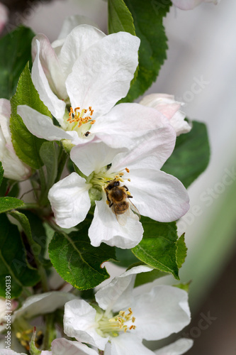 Honey Bee Pollinating Apple Blossoms. Spring blossoms, apple blossoms in spring. Blossom apple over nature background. Selective focus