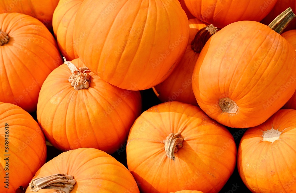 Halloween celebrant's background. Halloween celebrant's background.