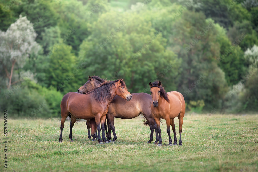 Horse herd run on summer pasture in Carpatian mountain Horse herd run on summer pasture in Carpatian mountain