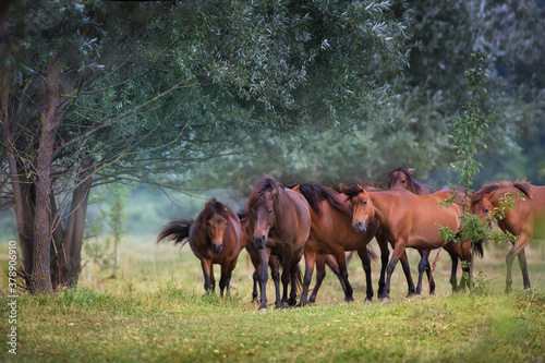 herd of horses © kwadrat70
