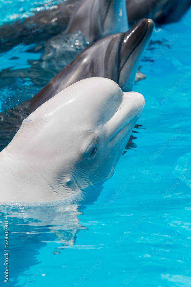 Fototapeta premium dolphins and white beluga whale in clear blue water.