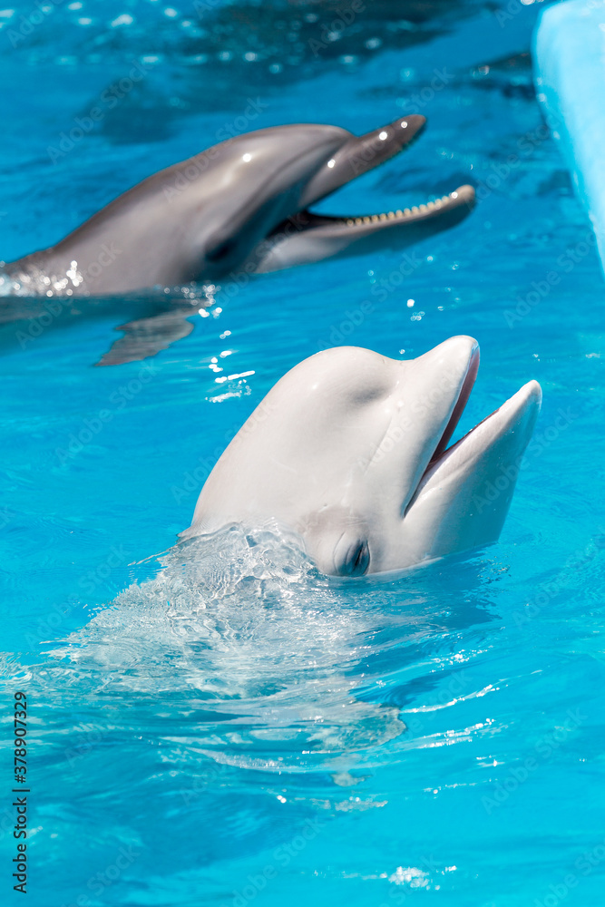 Fototapeta premium dolphins and white beluga whale in clear blue water.