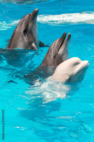 dolphins and  white beluga whale in clear blue water.
