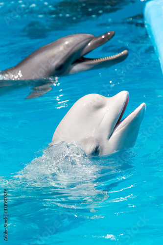 dolphins and white beluga whale in clear blue water.