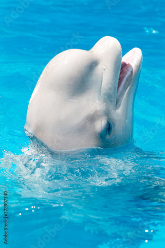 Friendly beluga whale or white whale in water. Beluga whale white dolphin portrait while coming to you.