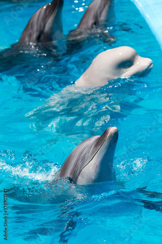 Friendly beluga whale or white whale in water. Beluga whale white dolphin portrait while coming to you.