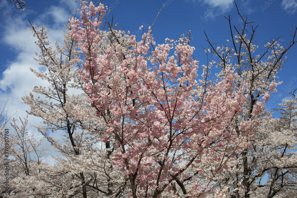 鮮やかに咲き誇る桜