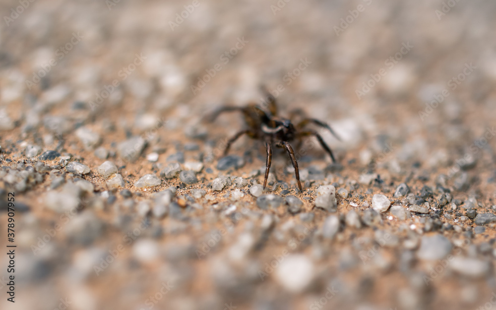 spider on the ground spider on the ground