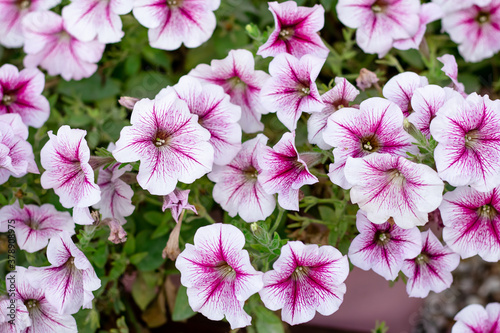 Pink and white petunia outdoors  flower background  floral pattern  garden bed decoration. Summer season  bright nature plant. The concept of gardening.
