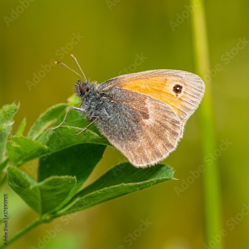 small heath (Coenonympha pamphilus) butterfly sitting closed on leaf of clover