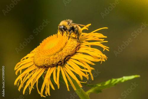 bumblebee pollinating on yellow flower