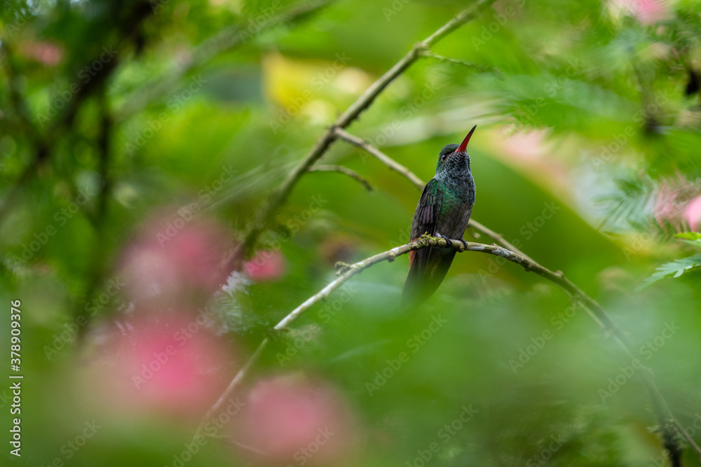 Rufous-tailed hummingbird