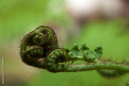 Sydney Australia, unfurling frond of a dicksonia antarctica fern