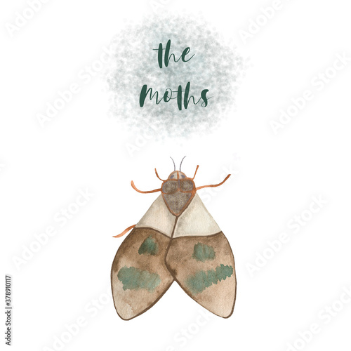 Watercolor illustration of a moth butterfly. Drawn by hand with watercolors and is suitable for all types of design and printing.