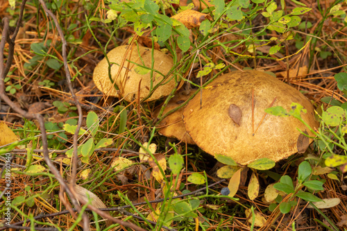 Natural edible toadstool mushrooms in the forest