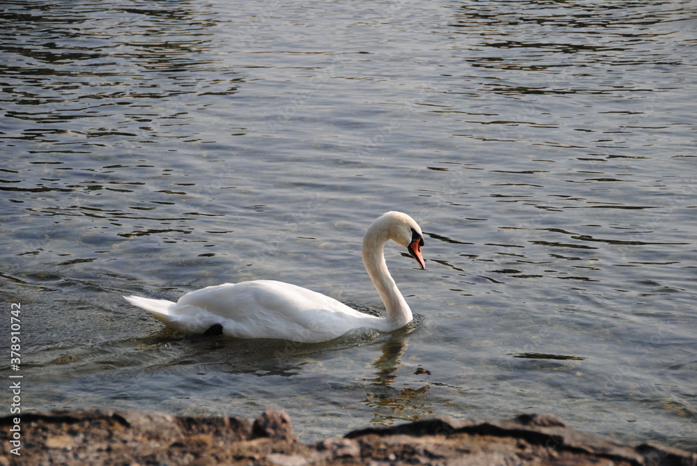 Fototapeta premium Schwan am See