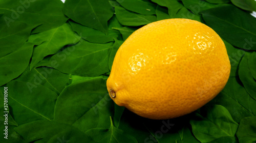 Whole lemon on green leaves background
