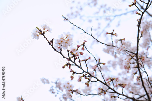 Cherry Blossoms in full bloom © Maru Stock