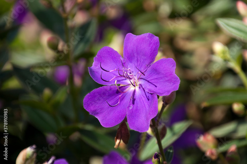 Sydney Australia, bright purple flower of a Tibouchina urvilleana or lasiandra