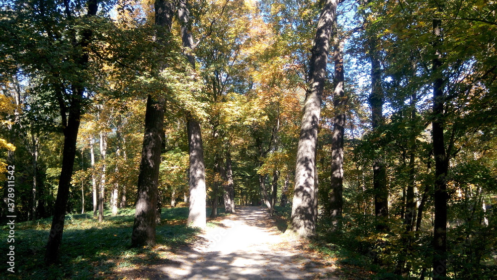 Fototapeta premium golden autumn in the park. rest time outdoor on a sunny day