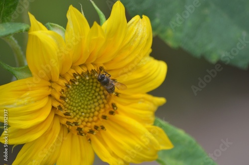 bee on sunflower