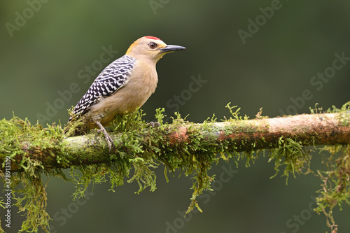 Hoffmann's woodpecker perches on branch