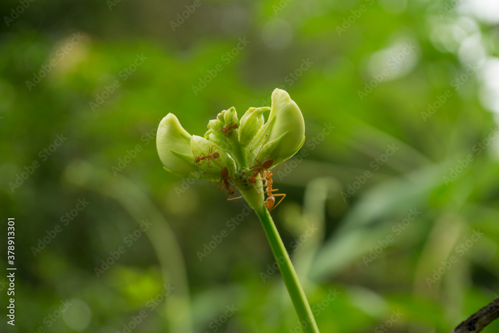 White yardlong bean flowers blooming in the garden. White yardlong bean flowers blooming in the garden.
