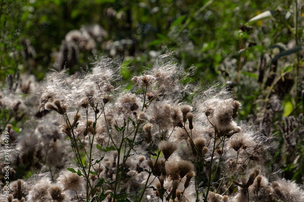 Close up of seeds of a creeping thistle, also called Cirsium arvense or Acker Kratzdistel