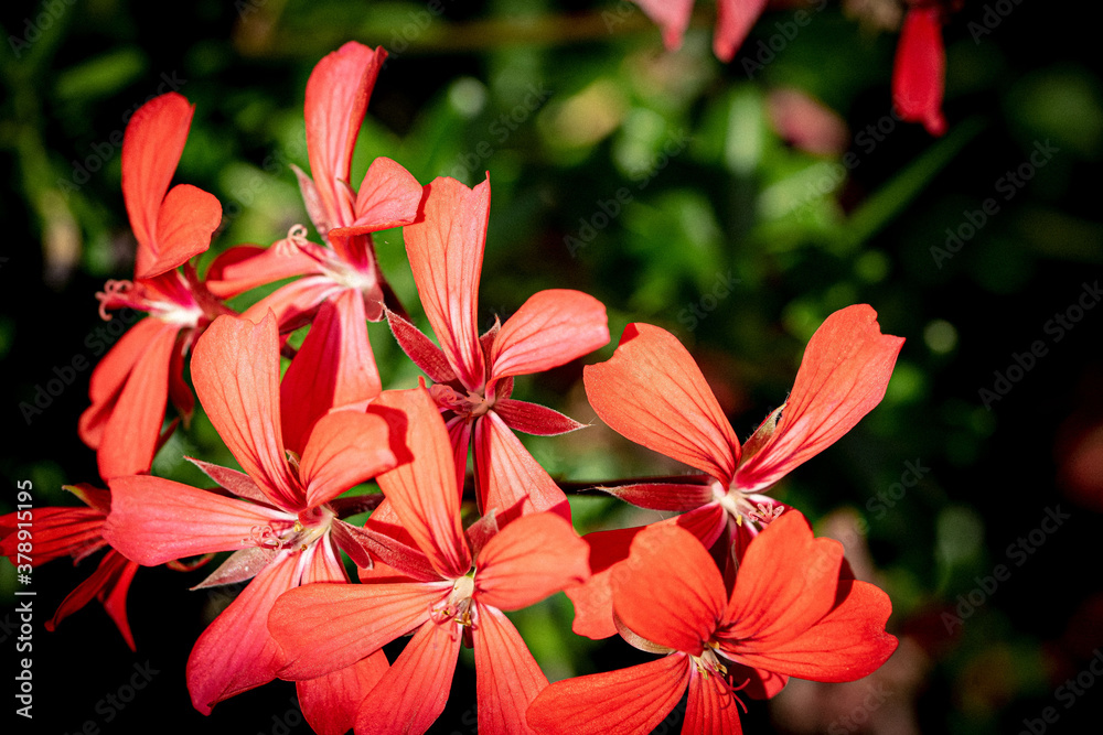 Geranienblüten