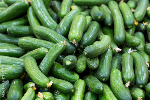 Close-up of pile of many cucumbers at the food market.