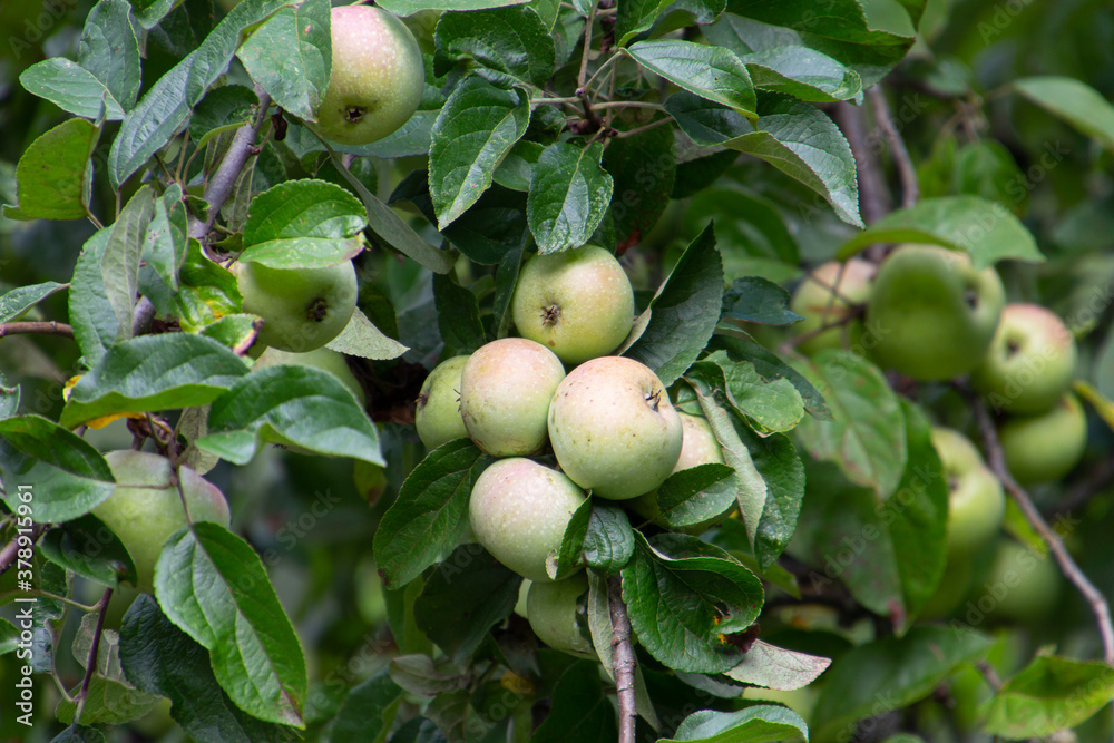 close up of green apples in a apple tree close up of green apples in a apple tree