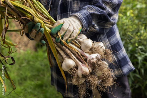 Obraz na płótnie Freshly harvested Garlic