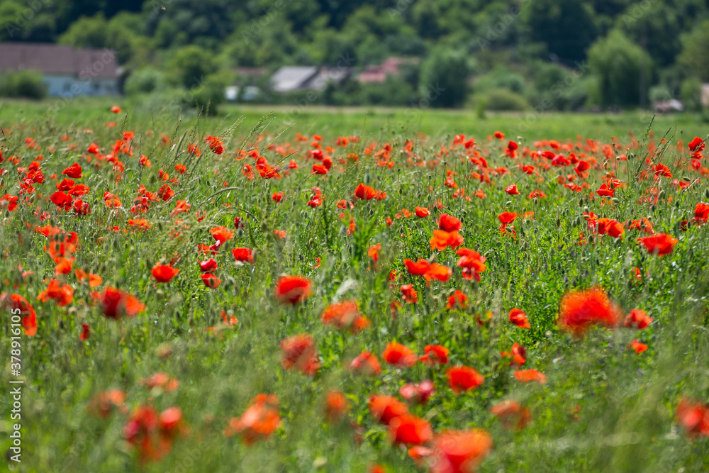 Fototapeta premium Field with poppies in Cristur, sunrise and fog, Sieu, Bistrita, Romania, 2020