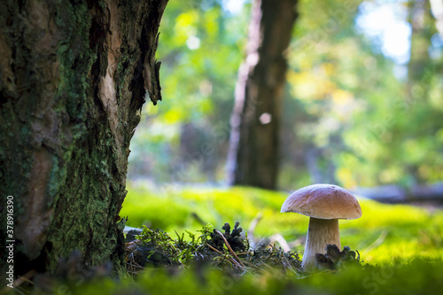 cep mushroom grow in forest near tree