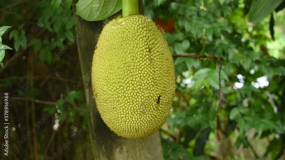 jack fruit growing hanging from branch on tree in farm