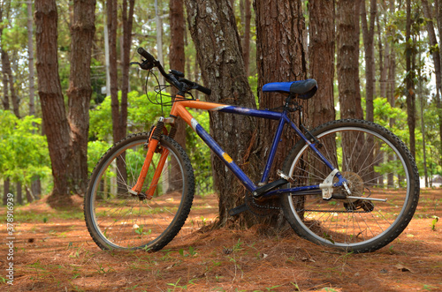 Bicycles placed near the tree.