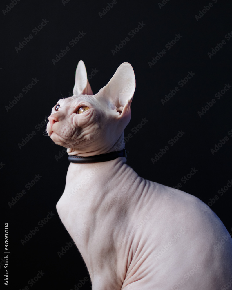 Young sphynx cat in a black collar on a black background