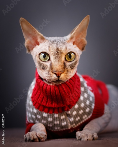 Beautiful Sphynx cat lying on the sofa in a red sweater and looks at the camera