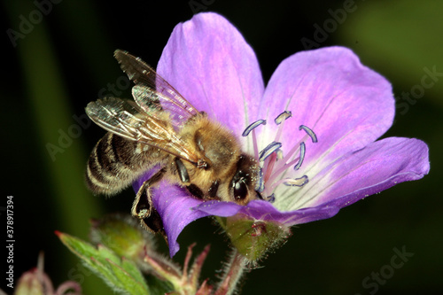 Bluehende Pflanze mit Wiesengeranien ist Nahrung für Bienen. Thueringen, Deutschland, Europa  --
Flowering plant with Meadow geraniums is food for bees Thueringia, Germany, Europa  --