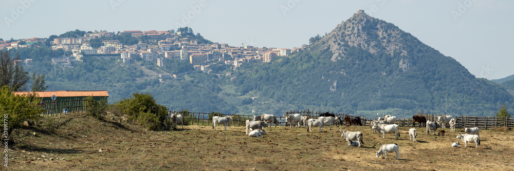 Troupeau de vaches dans un paysage montagneux en Italie