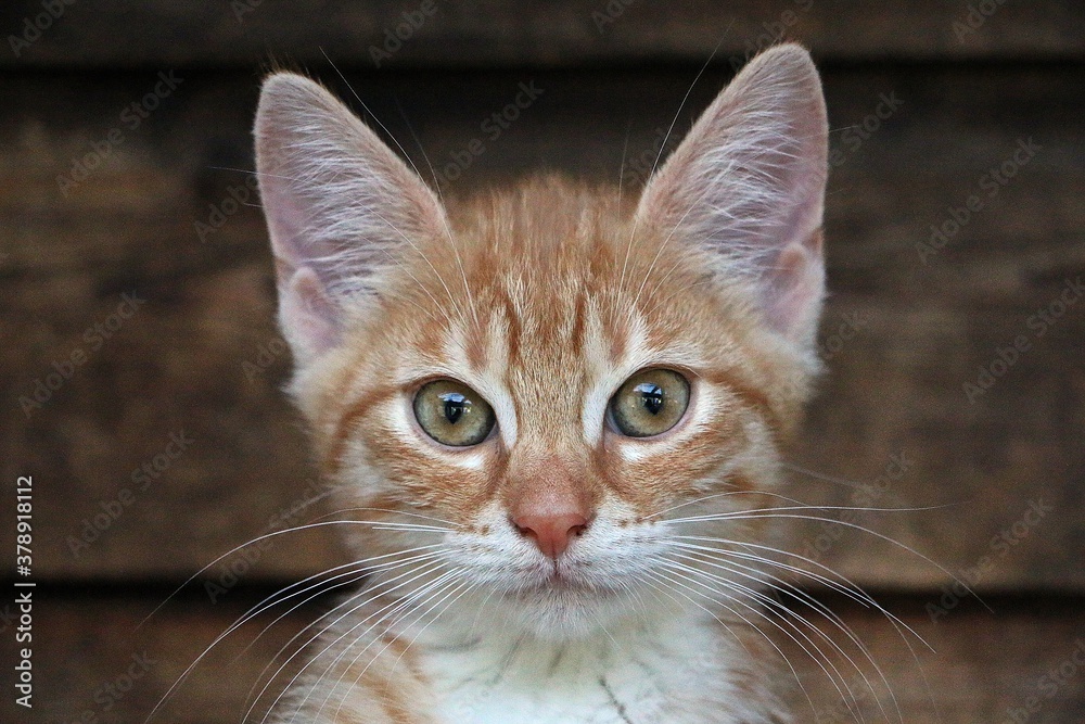 close up head shot of a red haired kitten in front of a wooden background