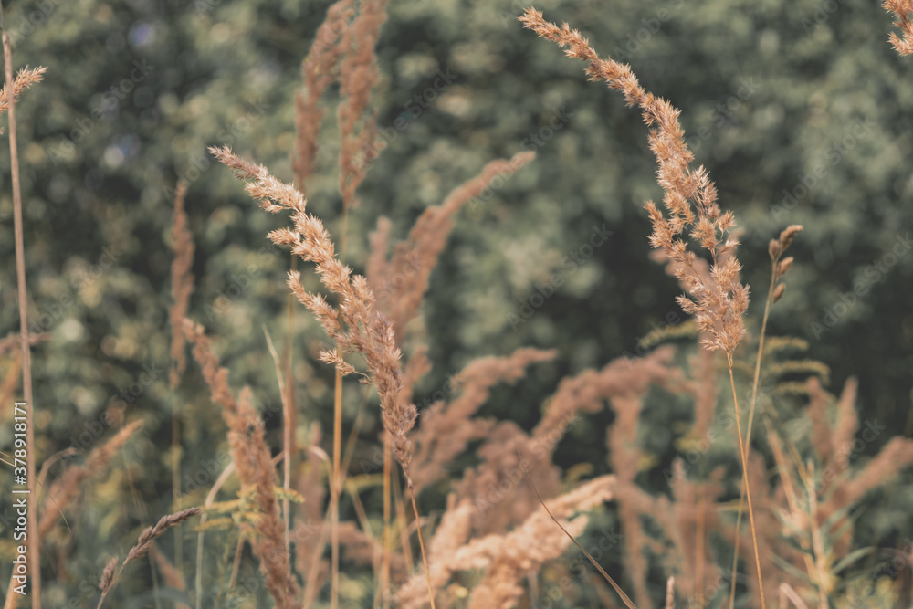 Fototapeta premium Golden dry grass in autumn in the sun. Autumn landscape in neutral trend colors. Abstract natural background.