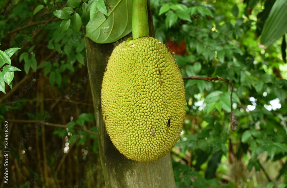 jack fruit growing hanging from branch on tree in farm jack fruit growing hanging from branch on tree in farm