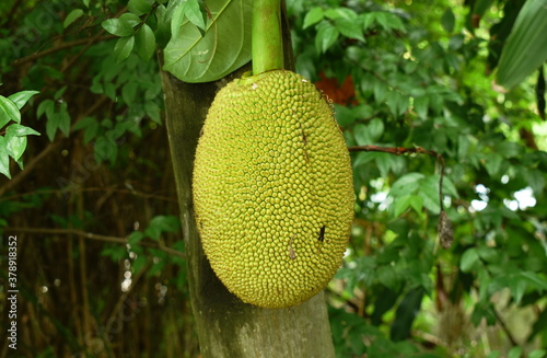 jack fruit growing hanging from branch on tree in farm