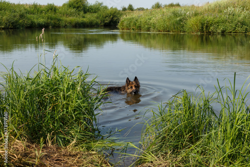 german shepherd dog swimming in the river. The dog is standing in the water on a summer day.