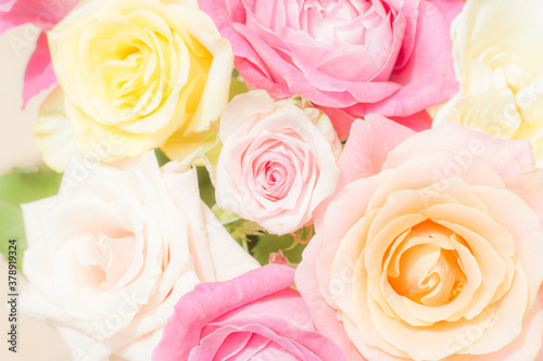 Dreamy floral background of soft colored roses