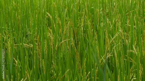 Green rice trees in the fields are naturally beautiful.
