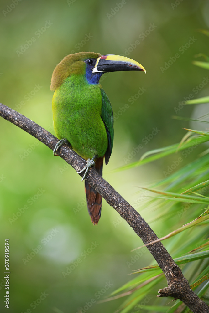 Emerald toucanet perches on branch in forest Emerald toucanet perches on branch in forest